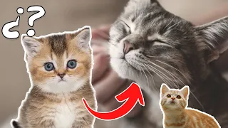 10 signs that your cat considers you its mother