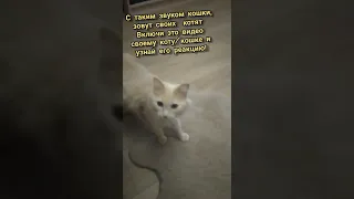 Как кошка зовёт своих котят?