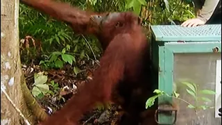 New Home for Mama Abut | Orangutan Diary | BBC Earth