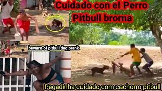 Broma cuidado con el perro Pitbull