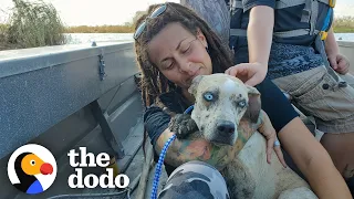 Dog Stranded On Island Melts Into Her Rescuer's Arms | The Dodo Adopt Me!