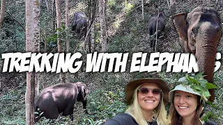 Elephant Sanctuary Experience in Chiang Mai 🇹🇭