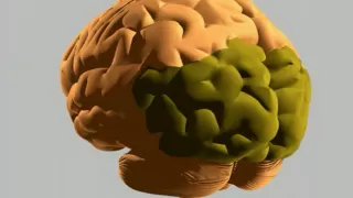 How the human brain works