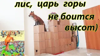 Лиса покоряет вершины и не боится высот))) домашний лис Мики!