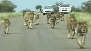 Kruger Park's Largest Lion Pride Ever Walking in Road