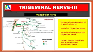 Mandibular Nerve - Course, branches and distribution |Trigeminal nerve| [Simplified]