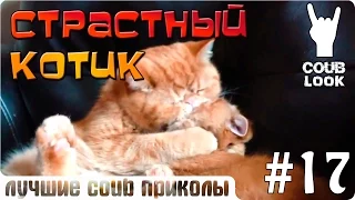 Лучшие coub приколы #17 Страстный котик(перезалив)