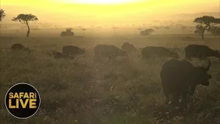 safariLIVE - Sunrise Safari - September 9, 2018