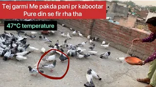 Garmi main kabootar pakra | How to catch pegion | Haseenustaad