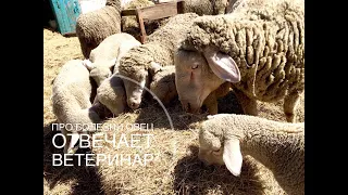 Про болезни овец. Отвечает ветеринар
