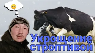 Как мы доили неспокойную корову 😁 первотелку