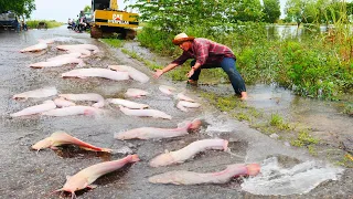 I Caught a lots Monster Fishes in Little Water at Rice Field