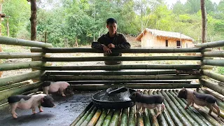 Release pigs into the barn to raise, Make a kitchen to cook bran for pigs