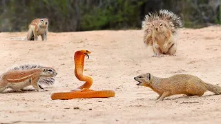 1 COBRA VERSUS 7 SQUIRRELS AND A MONGOOSE