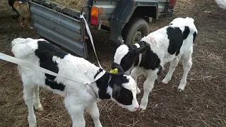 Купили телят, цена, качество.