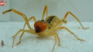 When the fierce Camel Spider meets a group of fierce ants, Camel Spider vs ant 骆驼蜘蛛vs蚂蚁