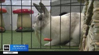 Protesters gather outside Bunny Cafe in Woodland Hills