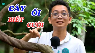 Sự thật về cây ổi biết cười, biết truyền năng lượng - ĐỘC LẠ BÌNH DƯƠNG