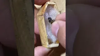 así es una tumba para abejas 🐝☠️ #shorts