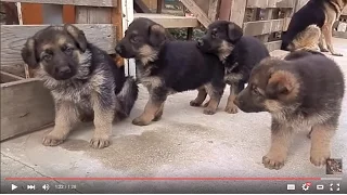 Милашки Щенки немецкой овчарки. Cutie. Puppies German Shepherd.