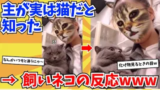 【2ch動物スレ】飼い主がネコだったことに気づいたネコの反応がかわいすぎるwwwwww