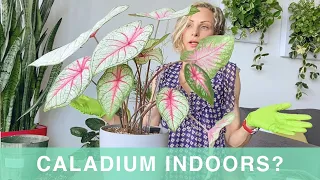 Repotting & Care of Caladium Plant Indoors - Green Moments w/Juliette Ep #20