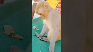 This monkey got Deadly Electric Shock | Must watch what happend next with Him| Insaniyat Samiti.