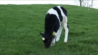 Meet Cassidy, the three-legged calf.