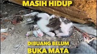 MASIH HIDUP ANAK KUCING BELUM BUKA MATA DI BUANG DEKAT SAMPAH