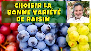 Vigne : quelles variétés de raisin de table choisir ?