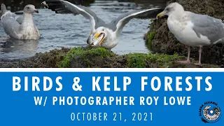 Webinar: Birds & Kelp Forests