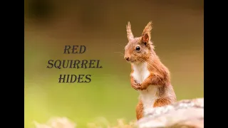 Red Squirrel Hides