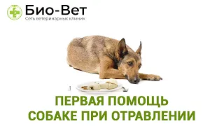 Первая помощь собаке при отравлении 💉/ Био-Вет
