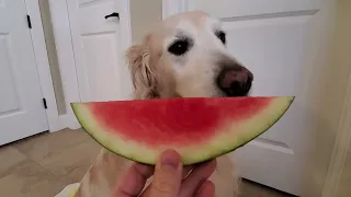 ASMR Dog Eating Watermelon - Nibbling, Munching & Licking