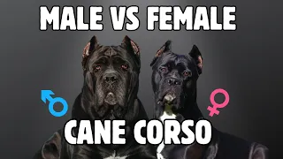 Male Vs Female Cane Corso : 10 Differences Between Them