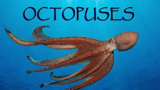 Octopuses | Octopus Facts |What Is an Octopus? |Deep Intellect |The Wonderful World of Invertebrates