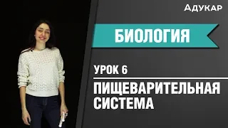 Анатомия. Пищеварительная система | Биология ЕГЭ, ЦТ