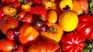 Каталог семян томатов и цветов на 2024г.. Часть 2. Цены в описаниии.