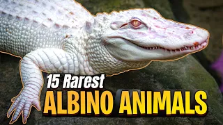 15 Rarest Beautiful Albino Animals In The World
