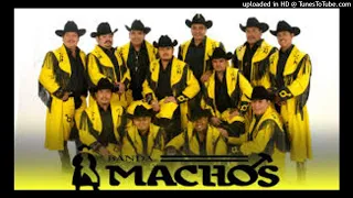 BANDA MACHOS (Cumbias)