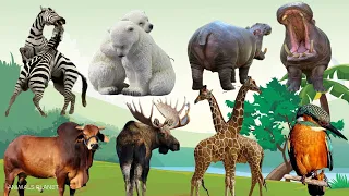 Bustling animal world sounds: Polar bear, Moose, Zebra, Hippopotamus, Bird, Giraffe, Cow