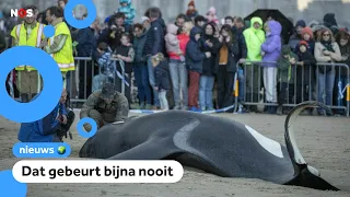 Orka aangespoeld op strand in België