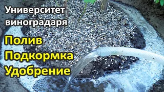 11. Полив, подкормка и удобрение винограда