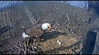 Attacks at the Nest! -  Hanover, PA Bald Eagles Nest - March 19, 2018