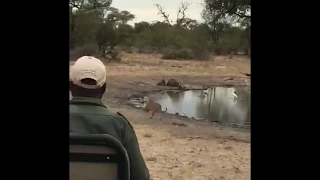 Male Leopard Chases Leopard Cub, Then Kills It