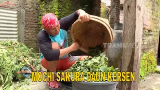 MOCHI SAKURA DAUN KERSEN | JEJAK SI GUNDUL (24/05/24)