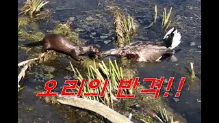 Ep.155 생과 사의 데스매치!!, 최고의 빌런 갈매기 참교육!! 연기력으로 살아난 오리!! Death match between life and death!