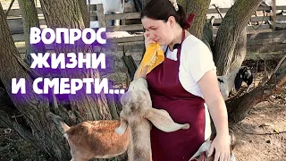 ПРОДАЮ ВСЕХ. ХОЗЯЙСТВО СОХРАНИТЬ НЕ УДАЛОСЬ....