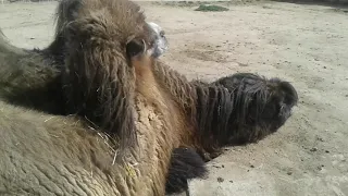 У ВЕРБЛЮДОВ РОДИЛСЯ ВЕРБЛЮЖОНОК! Camels had a camel