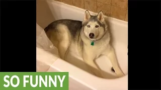 Stubborn Husky gets his wish after throwing temper tantrum